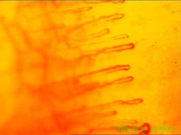 Microscopio capillare del sangue per la rilevazione della salute del corpo, una garanzia da 1 anno